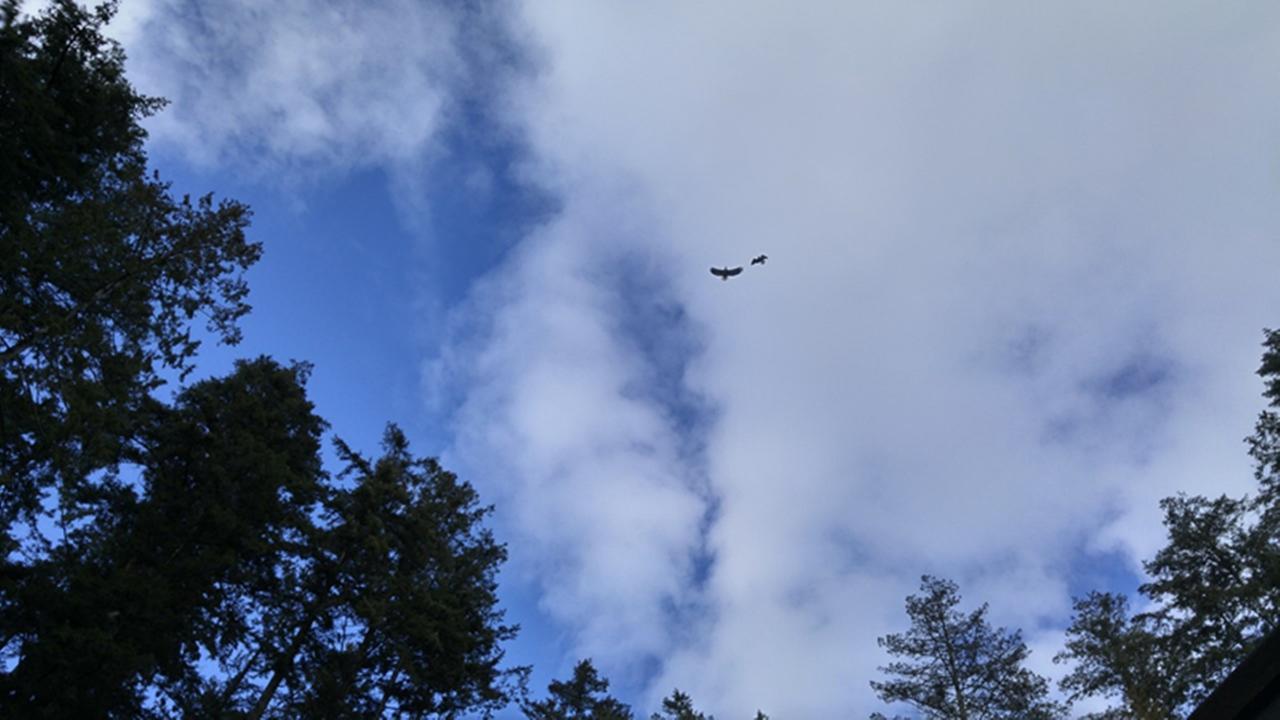 Sunshine Coast Treetop B&B Sechelt Eksteriør billede
